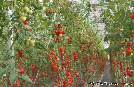 金玲珑西红柿产地供应