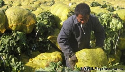 长叶菠菜种植技术