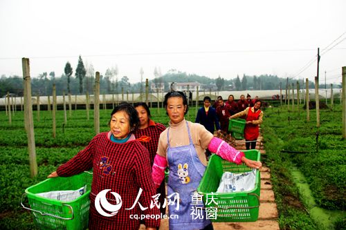北京：跟风种植 菜中“贵”族大贬值（图）