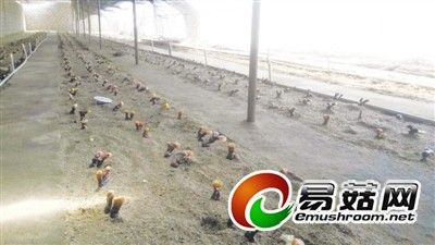 北京香菜施肥技术