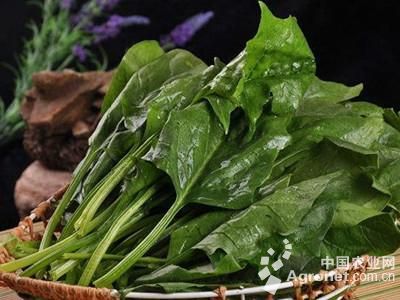 灰灰菜种子一斤多少钱