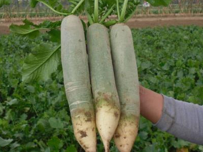 菠菜怎么种植施肥