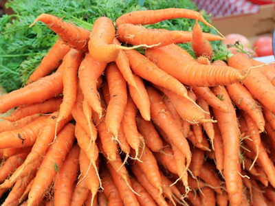 水萝卜种植时间和方法