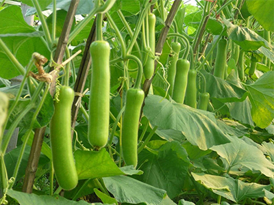 红辣椒高产种植技术