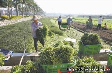 石韭菜种植引种
