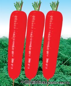 红薯种植技术