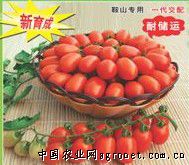 美卡利亚西红柿市场价格