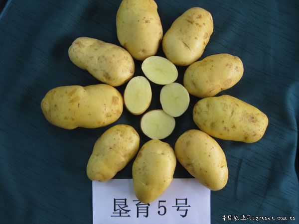 乐薯1号土豆管理技术
