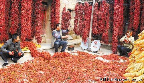 庆阳黄花菜多少钱一斤