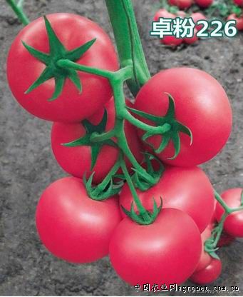 宝石11号番茄种植技术