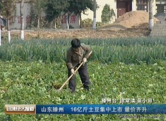 双惠208玉米育种技术