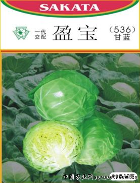 菊锦春白菜种子公司