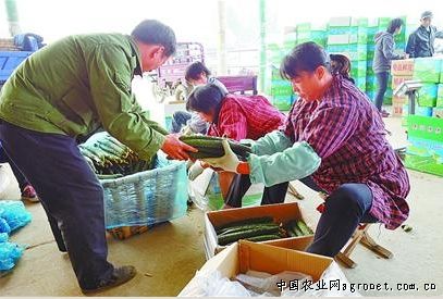 上海土豆种子公司