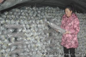 中国香菇产地