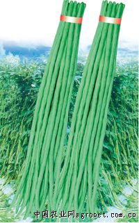 豌豆苗种植技术