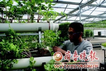 桃太郎西红柿种植技术