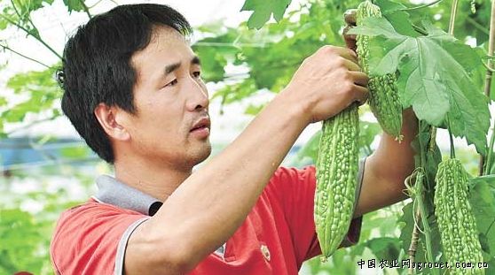 长寿仁豌豆专家咨询