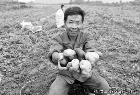 富金053土豆产地价格