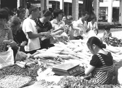 蒲菜市场价多少钱一斤