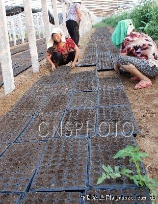 山竹笋种植技术