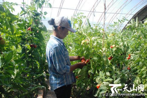 粉迪尼217番茄产地供应