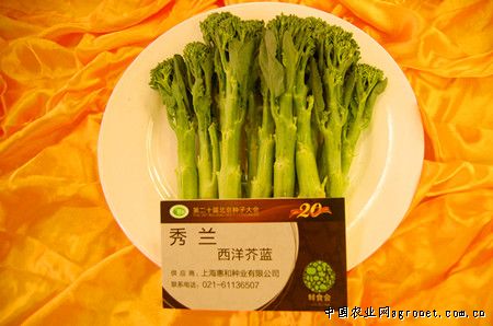 上海青种子怎么种植方法