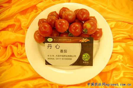 京科甜糯336玉米品种介绍