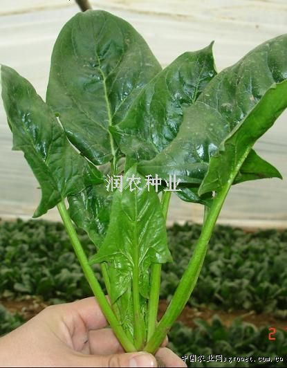 红菜苔施肥技术