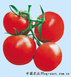 新一红西红柿专家咨询
