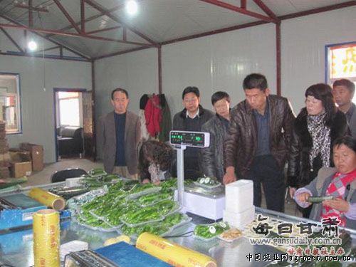 新疆精河县种植籽用西葫芦亩均纯收入950元