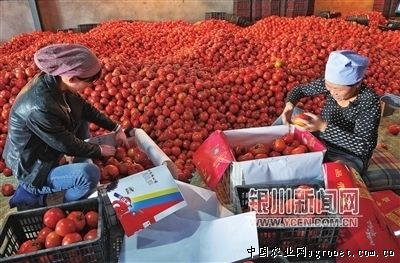 广西那坡县发展食用菌产业