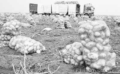 青薯88号土豆育种技术