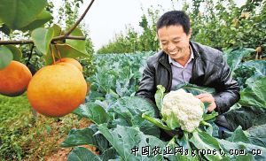 笔直的黄瓜都喷了农药？北京食品“你点我检”击破网络谣言