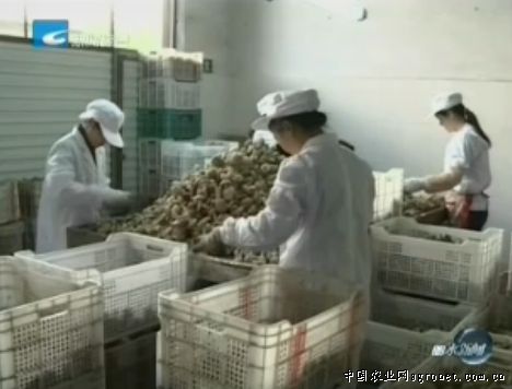 南京红萝卜市场价格