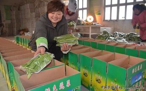 北京香菜种子价格