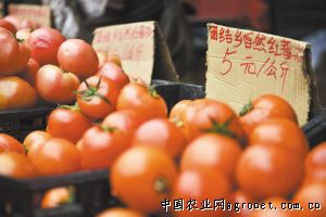 韭仙子f1韭菜种子价格