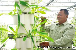 水蒜苗种植方法