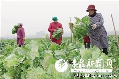 中国食用菌易菇网