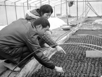 柿子红大蒜育种技术