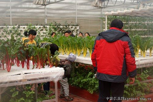 大黄姜种植技术及管理