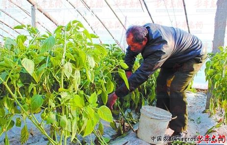 红芽芋头的种植方法