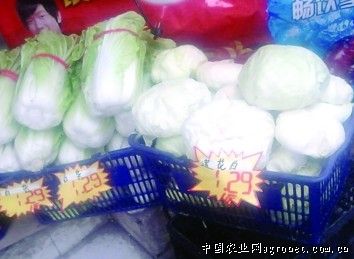 西瓜红红薯品种介绍