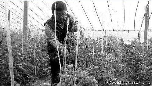 布利塔长茄种植密度