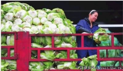 北京553红薯种植基地