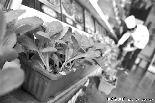 紫菊芋种植管理