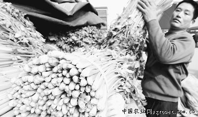 米拉土豆市场价格