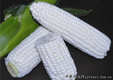 彩甜糯6号玉米种子
