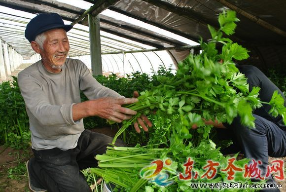 中华神剑韭菜育种技术