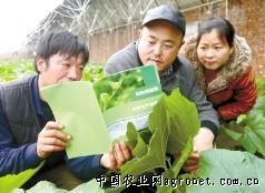 山菠菜贮藏方法