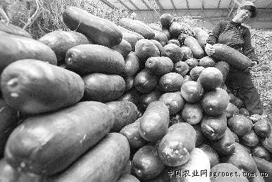 大扁豆种植时间和方法